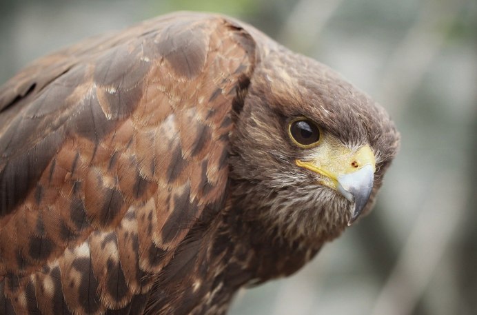 Красный Коршун Milvus Milvus