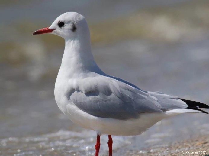 Озёрная Чайка (Larus ridibundus)