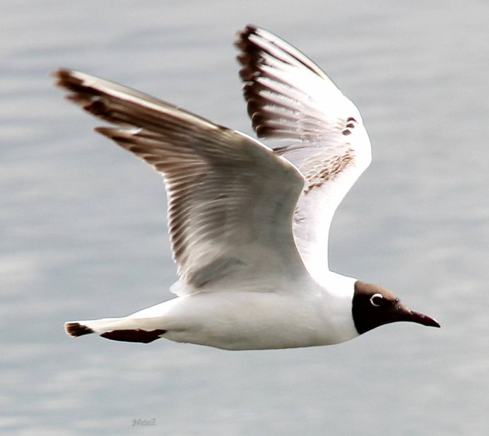 Larus ridibundus (отряд Ржанкообразные)