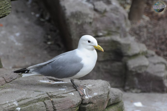 Larus canus