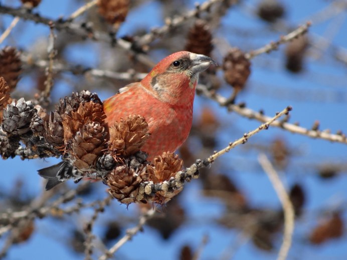 Юрки клесты