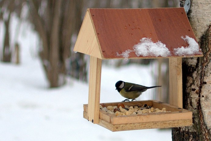 Клест еловик и Сосновик