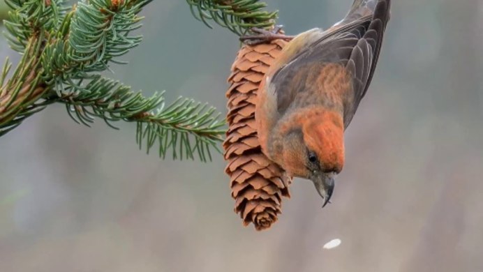 Привлечение птиц зимой