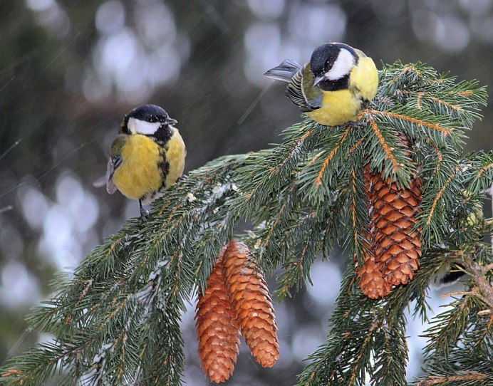 Кормушка для Дятлов