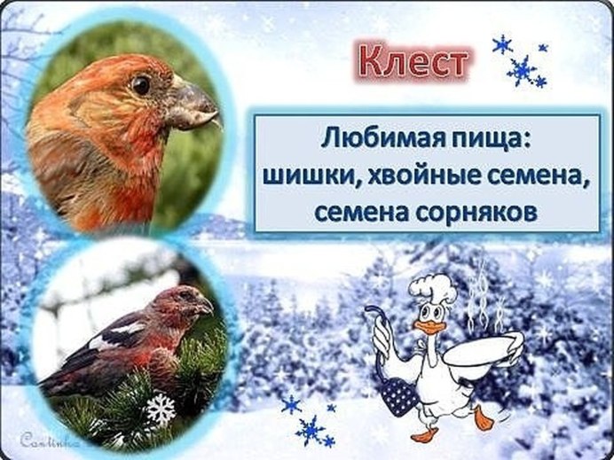 Кормушки для диких птиц