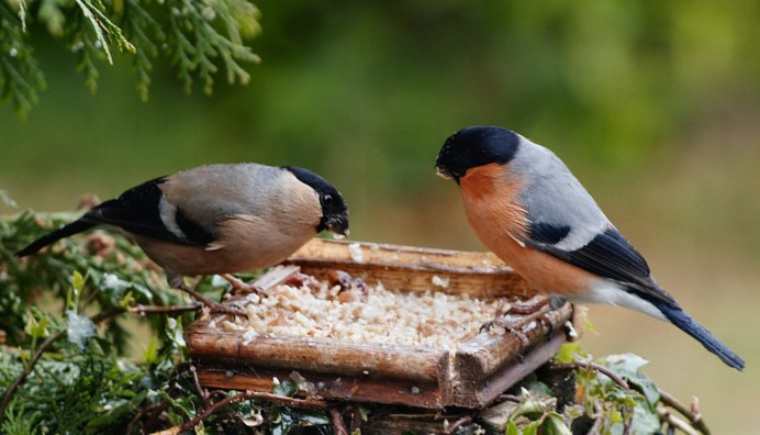 Кормушка Viv