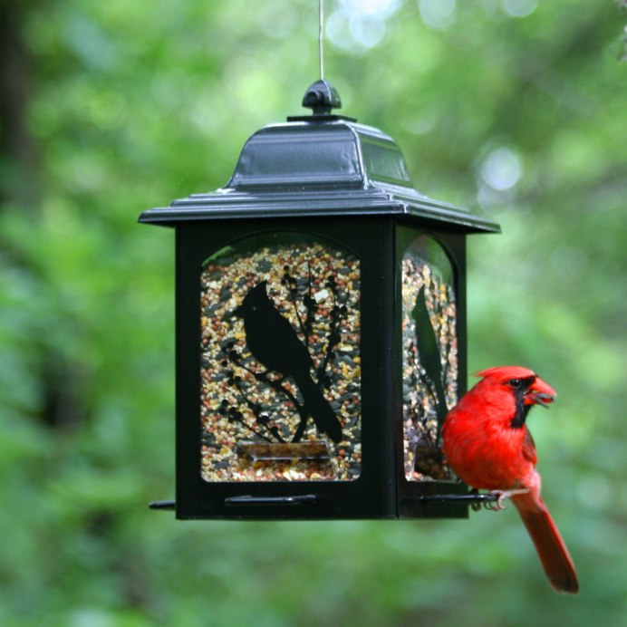 Стая Клестов