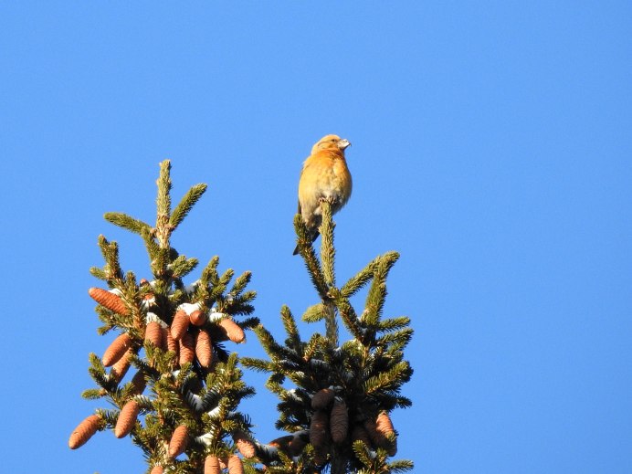 Клёст-еловик вниз головой