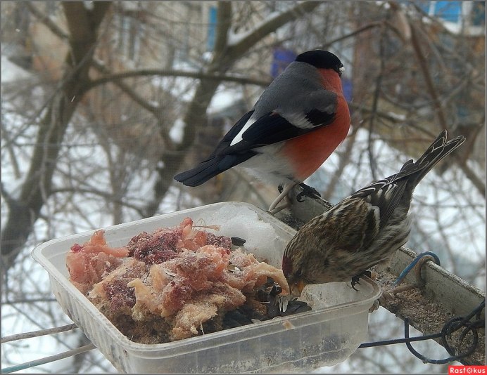 Кормушка для птиц весной