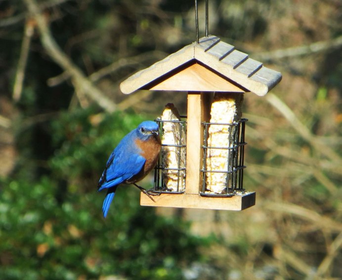 Стоковые картинки кормушка