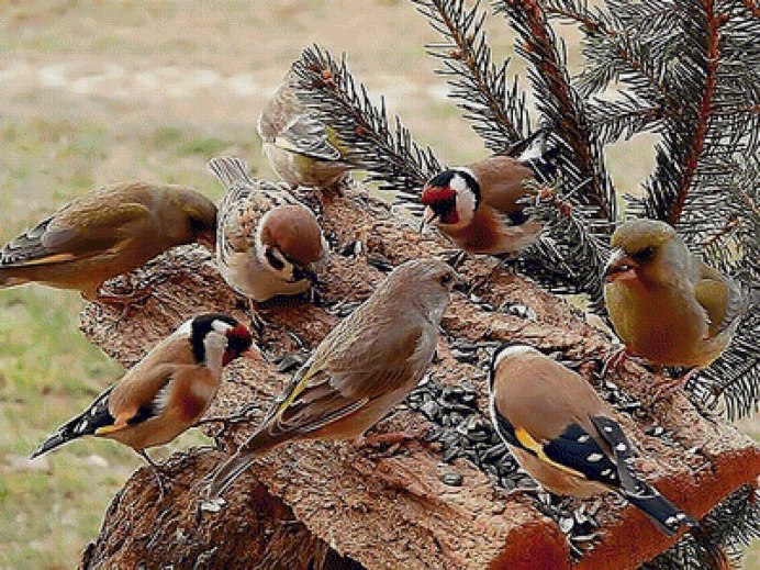 Клёст-еловик гнездо