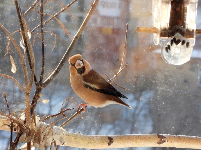 Дубонос в кормушке