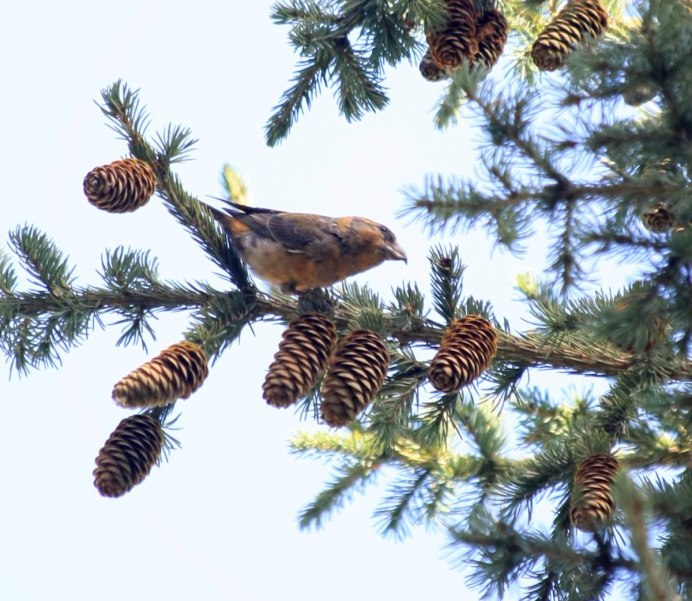 Клёст Алтайский край