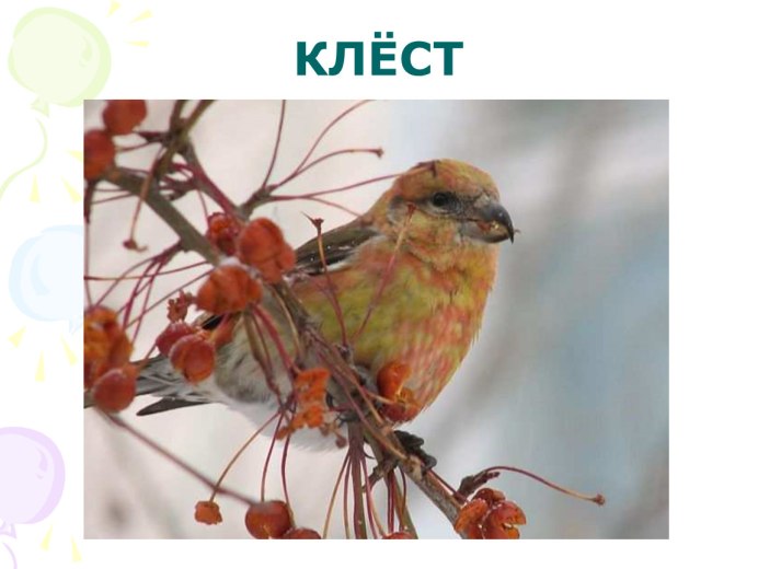 Клест Кедровый