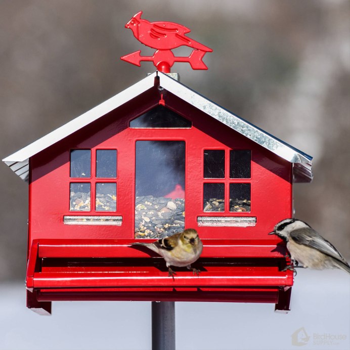 Синички в зимнем лесу