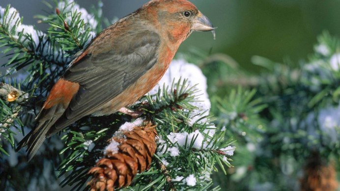 Щур птица зимой