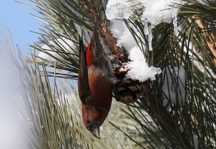 Кормушки для птиц зимой