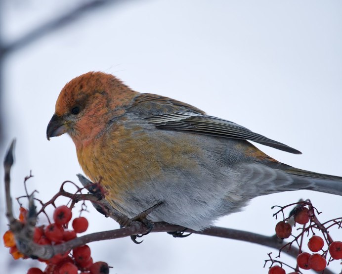 Щур птица самка