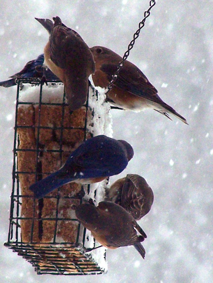 Клёст птица фото