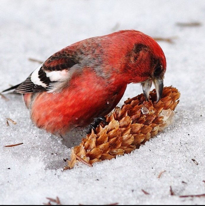 Птица Клест еловик