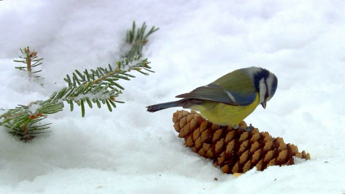 Стайка птиц зимой