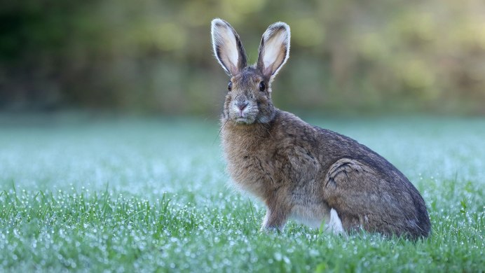 Флоридский кролик