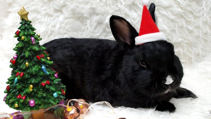 Весенний кролик