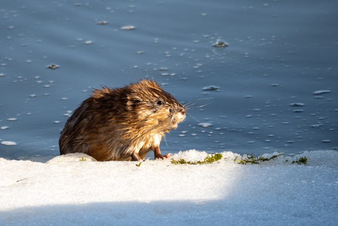 Дикий водяной кролик