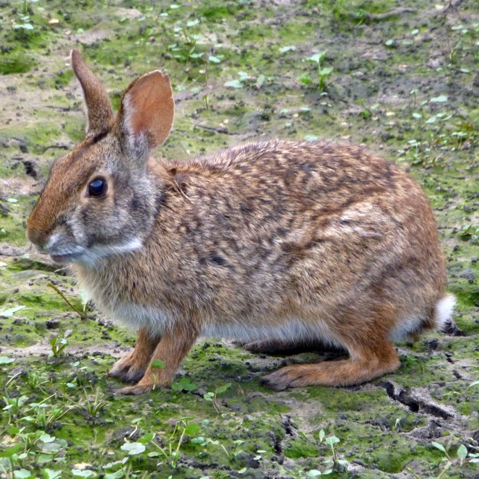 Болотный кролик