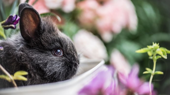 Sylvilagus aquaticus)