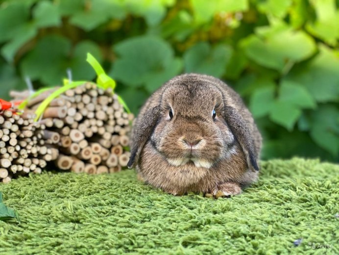Дикий водяной кролик
