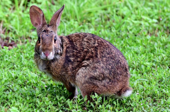 Болотный кролик