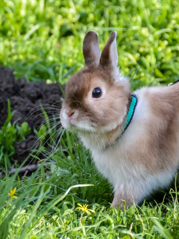 Водяной заяц