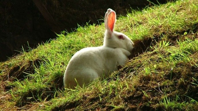 Водный кролик в воде