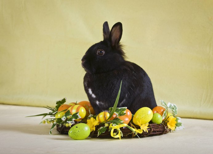 Обитатели холмов арт