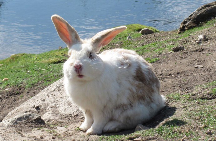 Забавные крольчата