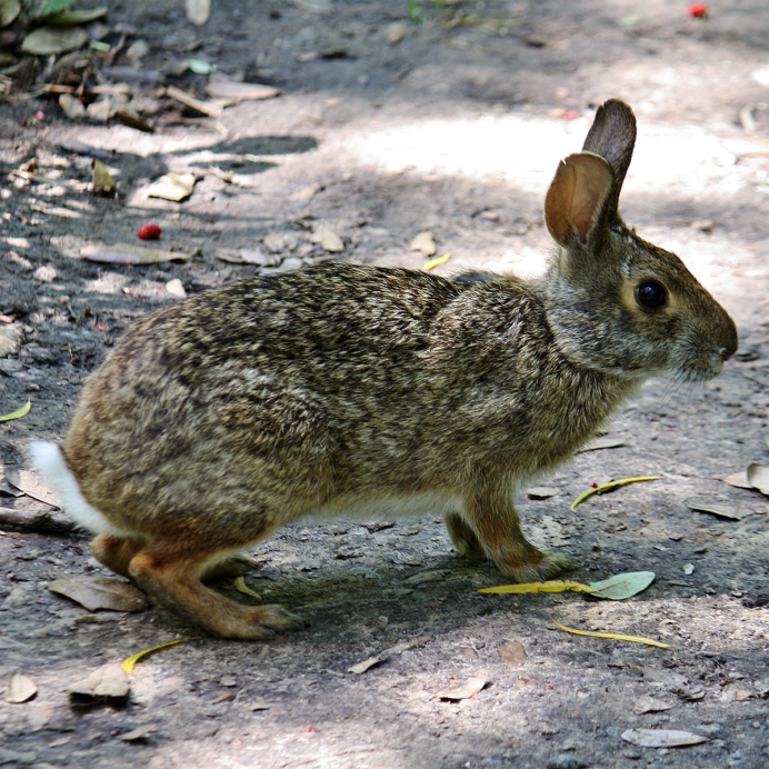 Степной кролик Sylvilagus audubonii