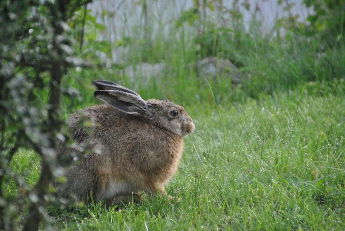 Дикий водяной кролик