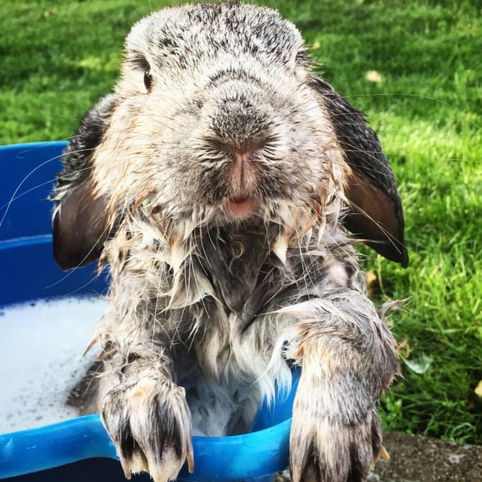 Айдахский кролик Пигмей