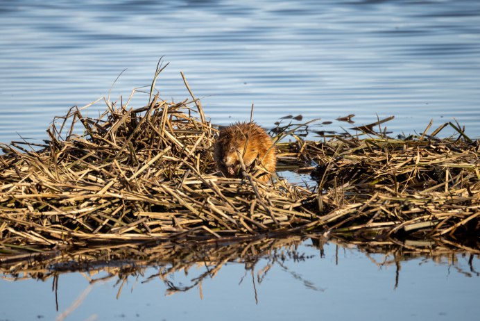 Oryctolagus cuniculus