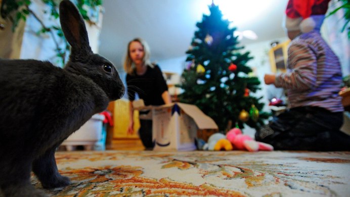 Белый кролик