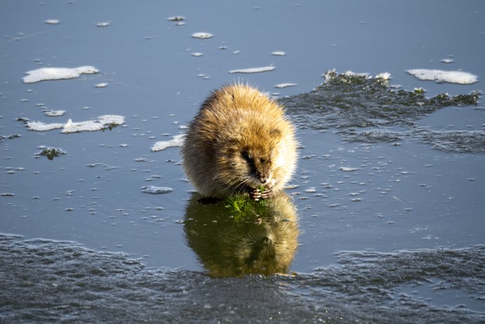 Заяц у реки