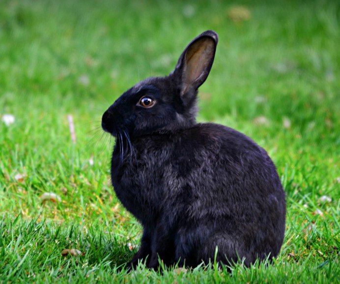 Новозеландский кролик черный