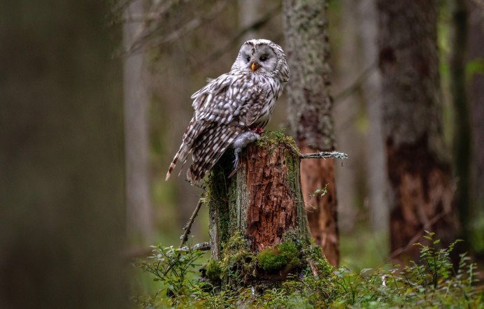 Воробьиный Сыч - Glaucidium passerinum