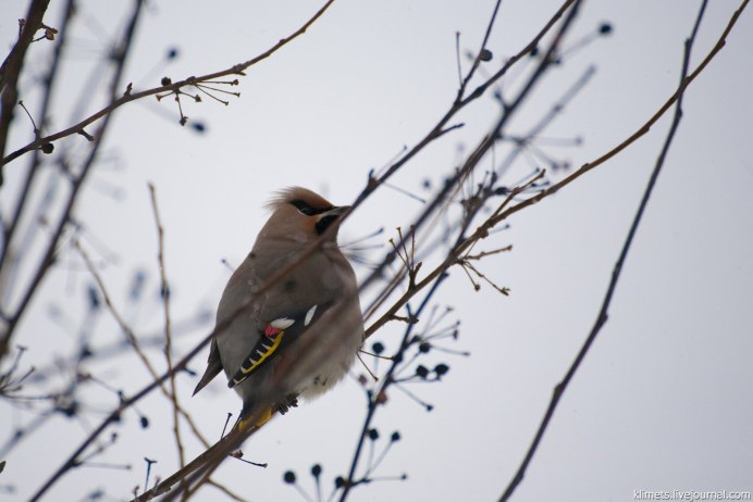 Свиристель - Waxwing