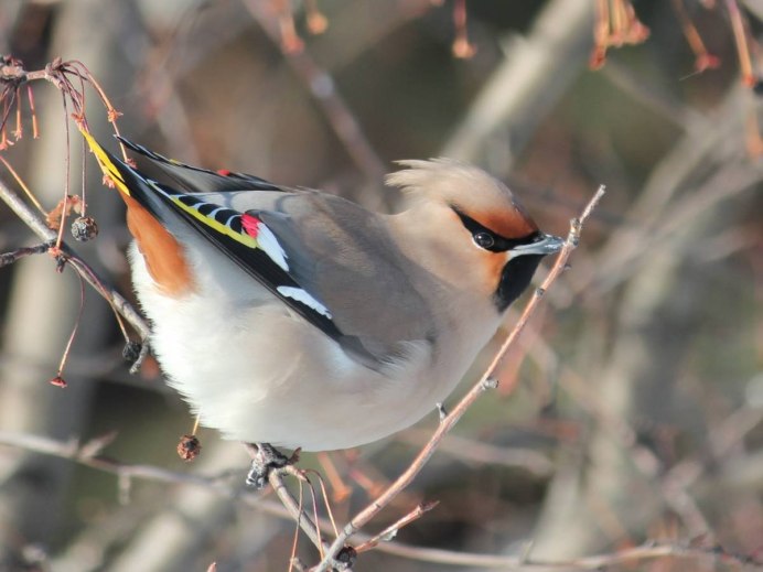 Свиристель обыкновенный (Bombycilla garrulus)