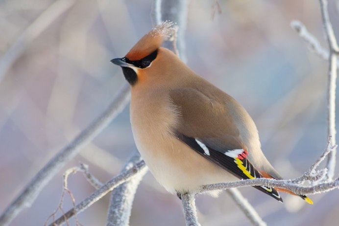 Свиристель (Bombycilla garrulus)