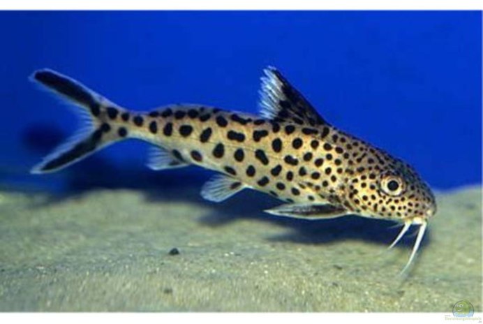 Сом синодонтис Далматин (Synodontis SP.) S (2,5-3 см)