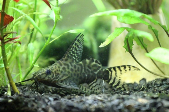 Синодонтис многопятнистый (Synodontis multipunctatus)