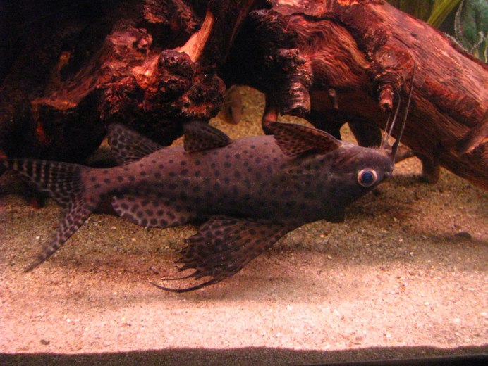 Синодонтис эуптерус (Synodontis eupterus)